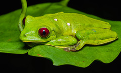 Agalychnis spurrelli