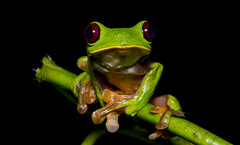 Agalychnis spurrelli