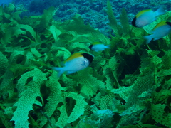 Chromis klunzingeri