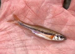 Clinostomus funduloides