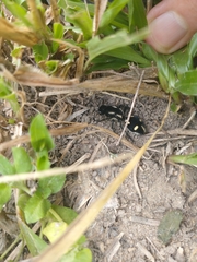 Traumatomutilla vidua