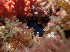 Pseudobiceros splendidus