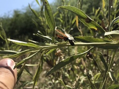 Paramantispa ambusta