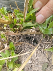 Traumatomutilla vidua