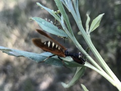 Paramantispa ambusta