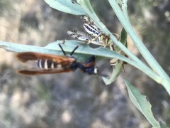 Paramantispa ambusta