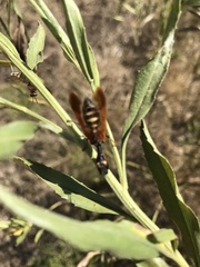 Paramantispa ambusta