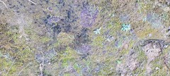 Asterella tenella