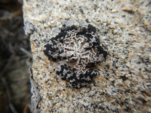Umbilicaria polaris image