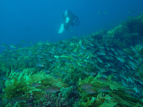 West Australian chromis (Chromis westaustralis) — Pomacentridae — 3
