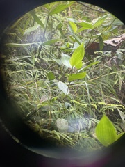 Sobralia chrysostoma