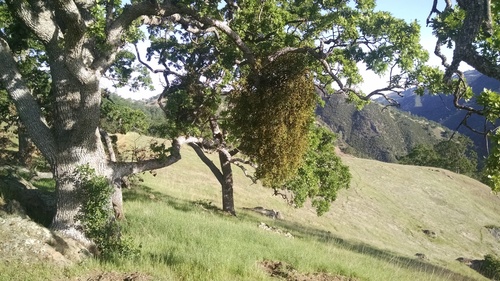 iNaturalist observation photo of oak mistletoe