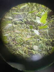 Sobralia chrysostoma