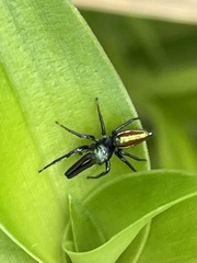 Bagheera laselva