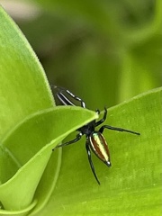 Bagheera laselva