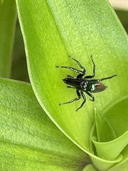 Bagheera laselva
