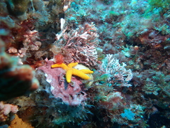 Fromia polypora
