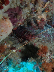 Panulirus cygnus