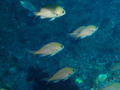 West Australian Chromis photo 2
