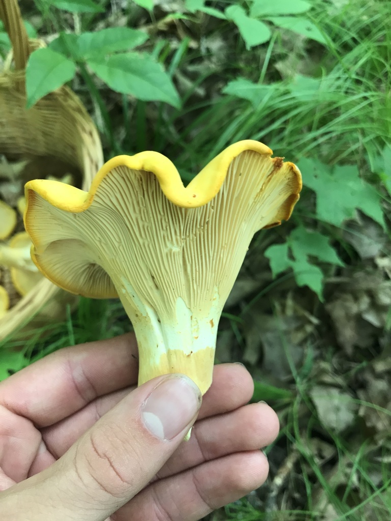 chanterelles from Kettle Moraine State Forest Northern Unit, Kewaskum