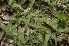 Odontoschisma sphagni