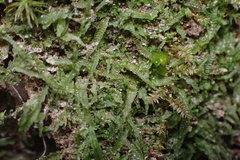 Odontoschisma sphagni