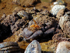 Polistes rossi