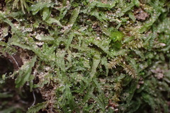 Odontoschisma sphagni