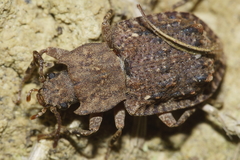 Syrphetodes marginatus