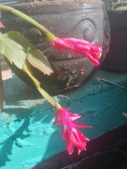 Schlumbergera buckleyi