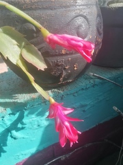 Schlumbergera buckleyi