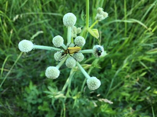 iNaturalist observation photo of Yellow Velvet Beetle