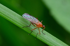 Empis stercorea