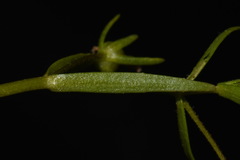 Gratiola quartermaniae