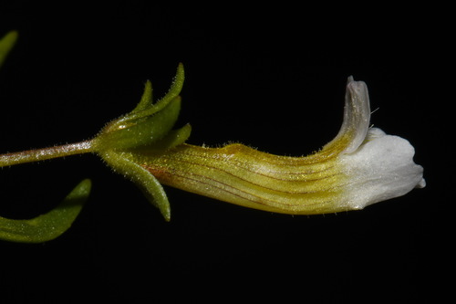 Image of Gratiola quartermaniae by (c) Brian Finzel, some rights reserved (CC BY-SA)