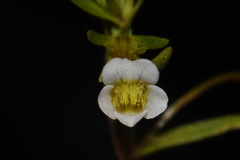 Gratiola quartermaniae