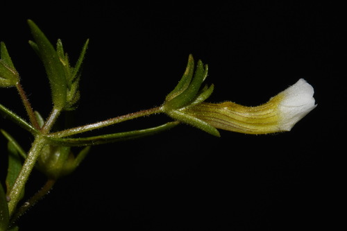 Image of Gratiola quartermaniae by (c) Brian Finzel, some rights reserved (CC BY-SA)