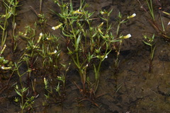 Gratiola quartermaniae