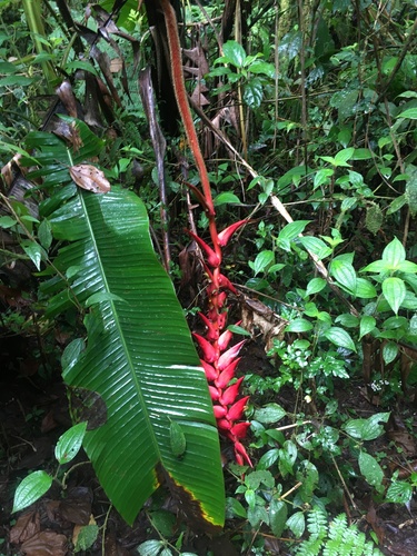 Heliconia ramonensis (Heliconia ramonensis)