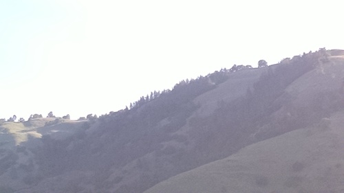 iNaturalist observation photo of pines