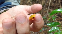 Serra Da Bocaina Flea Toad photo 2