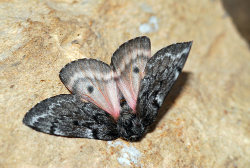 Pandora Pinemoth photo 3
