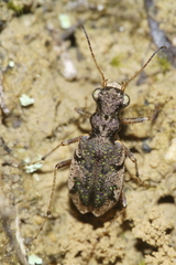 Neocicindela