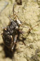 Neocicindela
