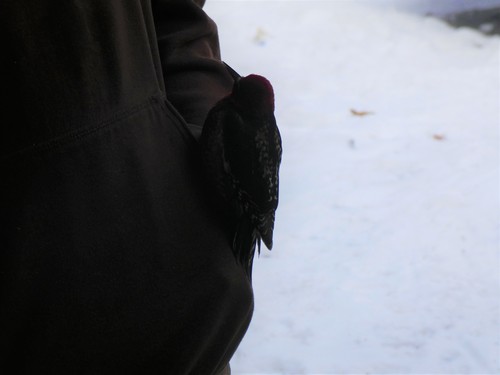 Red-breasted Sapsucker (Sphyrapicus ruber)
