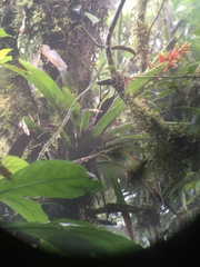 Guzmania donnell-smithii