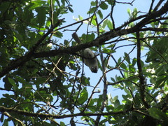 Baeolophus atricristatus