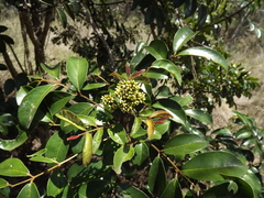 Zanthoxylum brachyacanthum