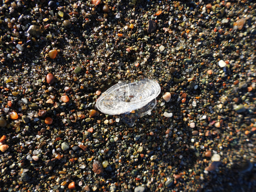 photo of By-the-wind Sailor (Velella velella)