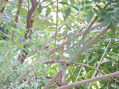 Leiothlypis celata